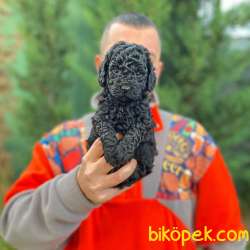 EN ASİL KÜRK RENGİYLE BLACK TOY POODLE