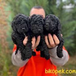 EN ASİL KÜRK RENGİYLE BLACK TOY POODLE 2