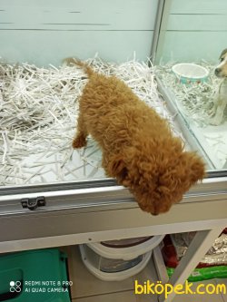 En Beğenilen Renge Sahip Toy Poodle Erkek 3