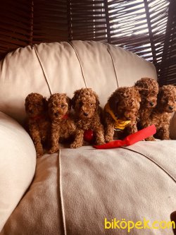En Çok Seçenek Ile Toy Poodle Her Renk Yavrular 2