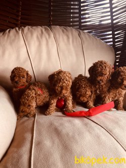 En Çok Seçenek Ile Toy Poodle Her Renk Yavrular 3
