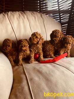 En Çok Seçenek Ile Toy Poodle Her Renk Yavrular 1