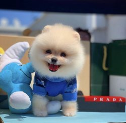 En Güncel Pomeranianboo Yavruları 1