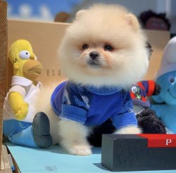 En Güncel Pomeranianboo Yavruları 3