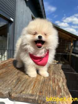 En Güzel Ayı Surat Pomeranian Boo 3