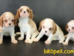 En Güzel Cavalier King Charles Yavrularımız 3