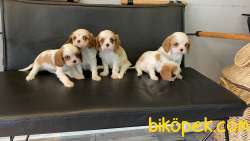 En Güzel Cavalier King Charles Yavrularımız 5