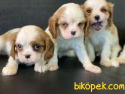 En Güzel Cavalier King Charles Yavrularımız 2