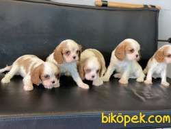 En Güzel Cavalier King Charles Yavrularımız 4