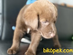 En GüZel Chocolate Labrador Retriever Yavrumu 4