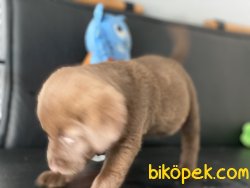 En GüZel Chocolate Labrador Retriever Yavrumu 2