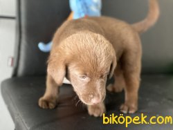En GüZel Chocolate Labrador Retriever Yavrumu 3
