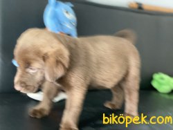 En GüZel Chocolate Labrador Retriever Yavrumu 5
