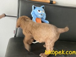 En GüZel Chocolate Labrador Retriever Yavrumu 1