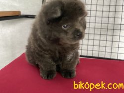 En GüZel Chow Chow Yavrularımız Gelmiştir 2