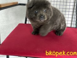 En GüZel Chow Chow Yavrularımız Gelmiştir 1