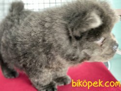 En GüZel Chow Chow Yavrularımız Gelmiştir 3