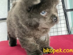 En GüZel Chow Chow Yavrularımız Gelmiştir 4