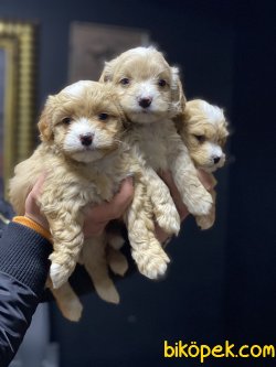 En Güzel En Özel Irk Maltipoo Yavrularımız 3