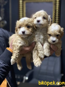 En Güzel En Özel Irk Maltipoo Yavrularımız 5