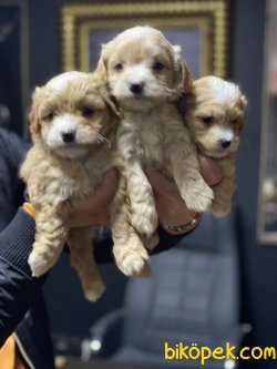 En Güzel En Özel Irk Maltipoo Yavrularımız 2