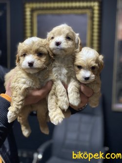 En Güzel En Özel Irk Maltipoo Yavrularımız 1