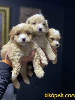 En Güzel En Özel Irk Maltipoo Yavrularımız 4