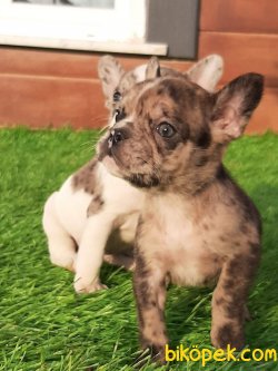 En Guzel French Buldog Merle Yavruları 3
