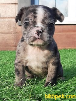 En Guzel French Buldog Merle Yavruları 1