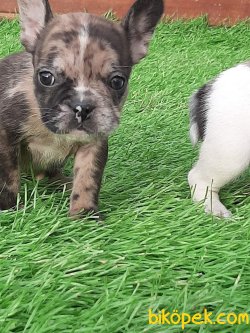 En Guzel French Buldog Merle Yavruları 5