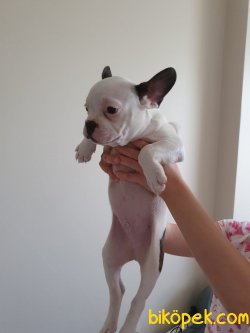 En Güzel French Bulldog Bebekler 3