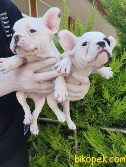 En Güzel French Bulldog Bebekler 1