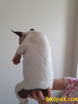En Güzel French Bulldog Bebekler 2