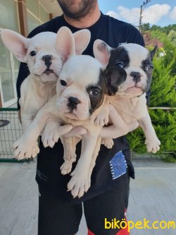 En Güzel French Bulldog Bebekler 1