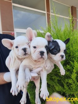 En Güzel French Bulldog Bebekler 2