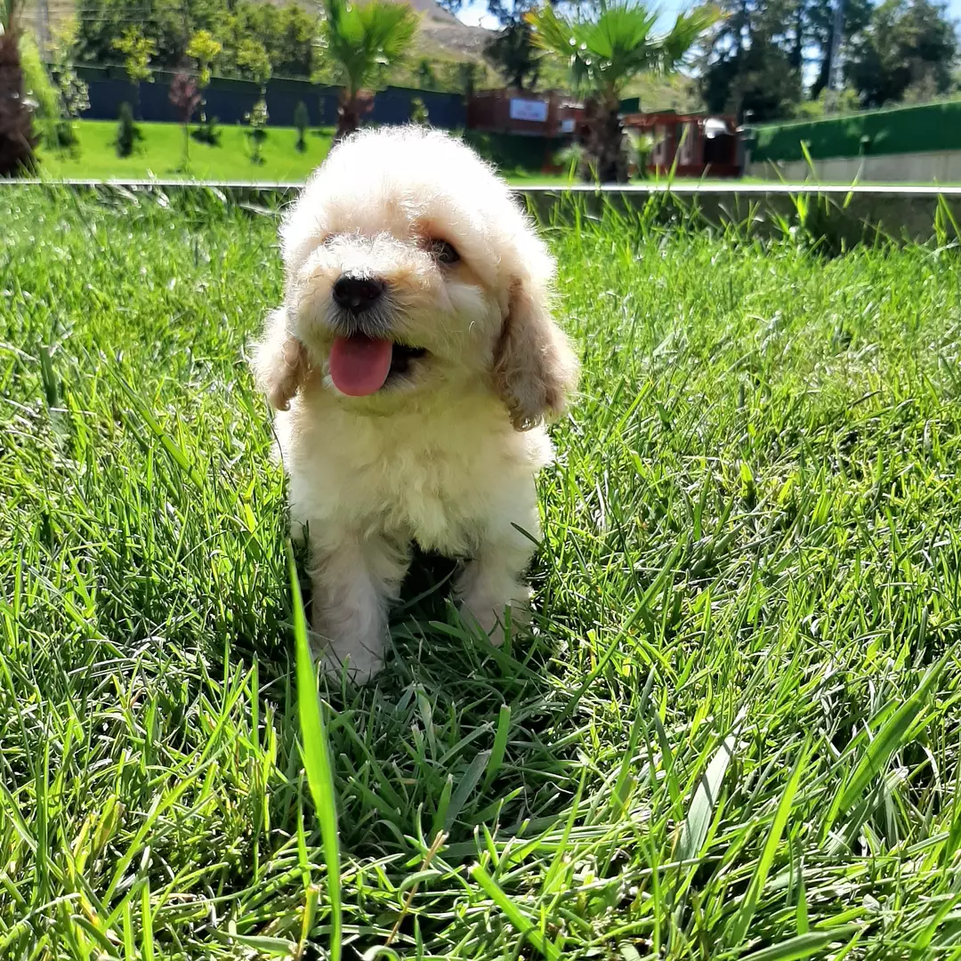 En Güzel Maltipoo Yavruları 1