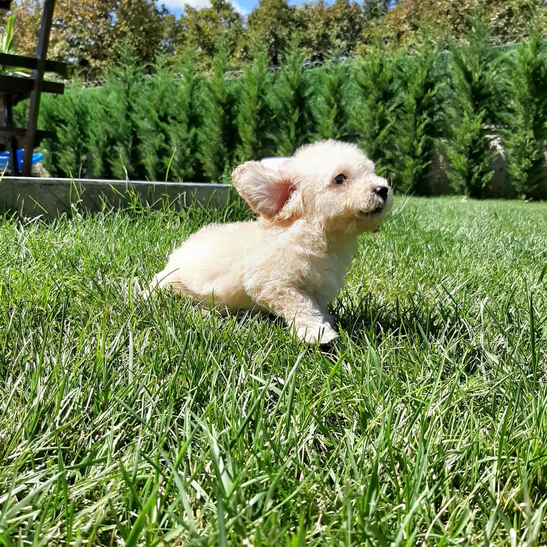 En Güzel Maltipoo Yavruları 5