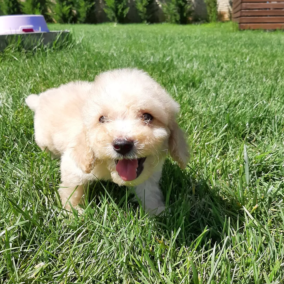 En Güzel Maltipoo Yavruları 3