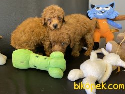 En Güzel Mini Boy Red Brown Poodle Yavrular 4