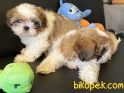 En Güzel Mini Shih_Tzu Yavrularımız 3