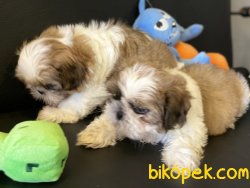 En Güzel Mini Shih_Tzu Yavrularımız 5