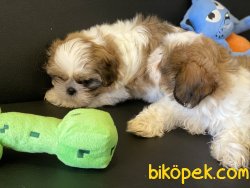 En Güzel Mini Shih_Tzu Yavrularımız 4