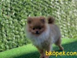 En Güzel Pomeranian 3