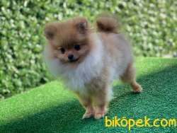 En Güzel Pomeranian 1