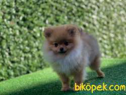 En Güzel Pomeranian 2