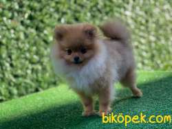 En Güzel Pomeranian 4