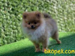 En Güzel Pomeranian 5