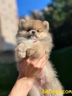 En Güzel Pomeranian Boo 3