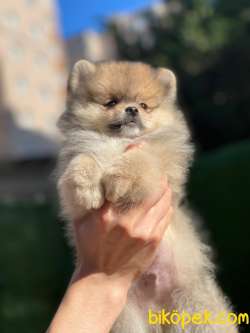 En Güzel Pomeranian Boo 5