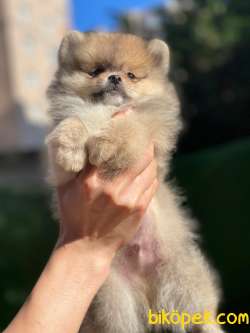 En Güzel Pomeranian Boo 1